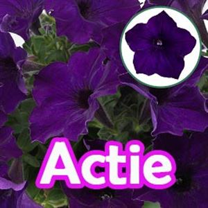 Afbeelding van Petunia P12 "Actie" Blue